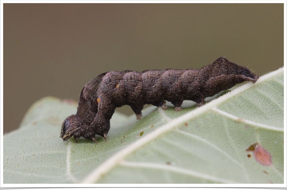 Perigea xanthioides
Red Groundling Moth
Hale County, Alabama